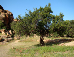 Argania spinosa Argan Tree, Spiny Argania, Morocco Ironwood Argania spinosa Argan Tree, Spiny Argania, Morocco Ironwood